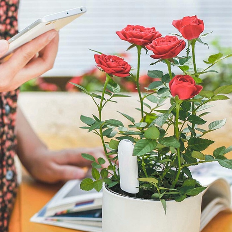 HHCC Flower Care Smart Plant M - Smart Garden Xiaomi ulasan dan harga